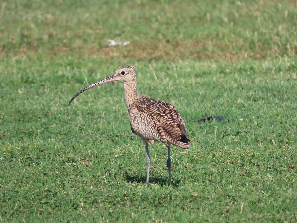 Long-billed Curlew - ML616389381