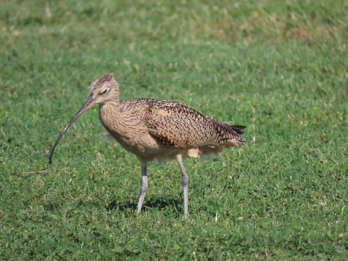 Long-billed Curlew - ML616389382