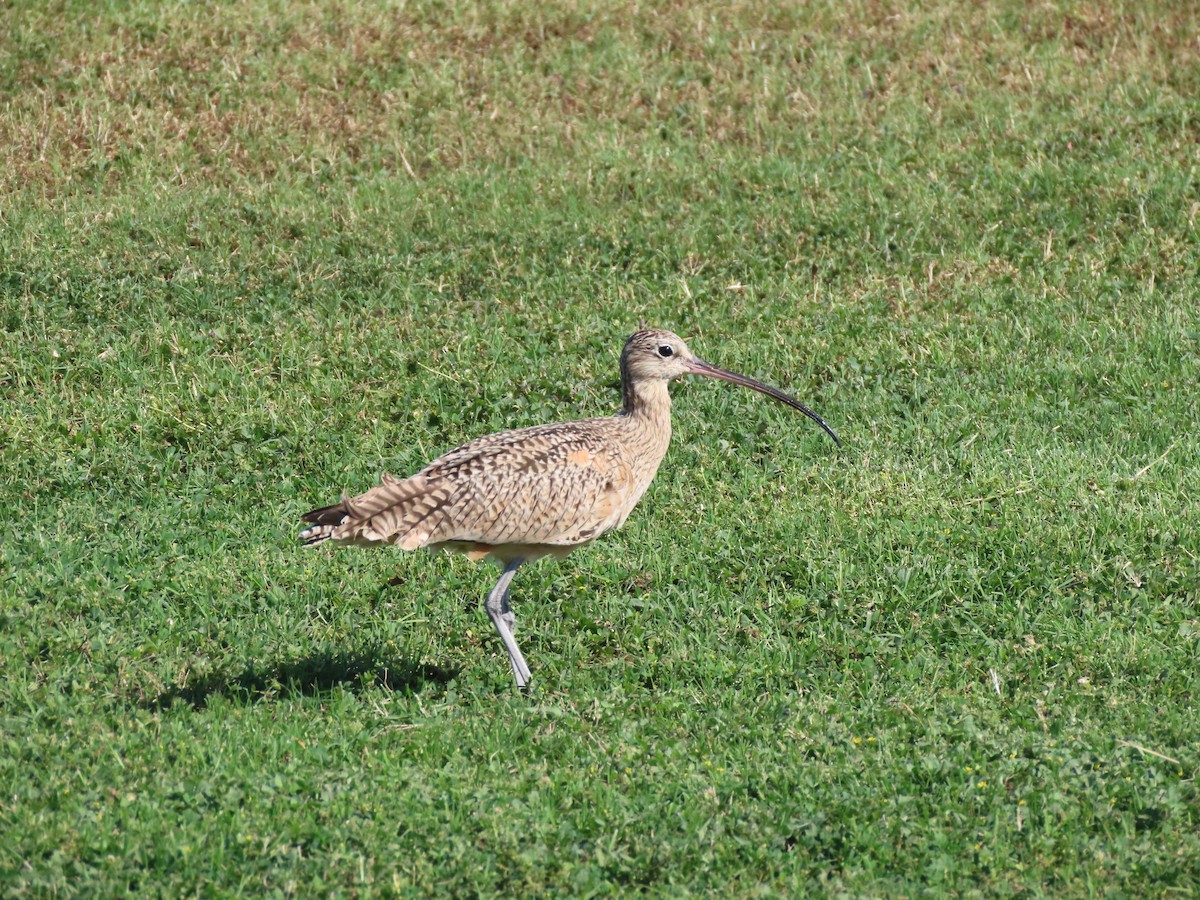 Long-billed Curlew - Ruben  Stoll