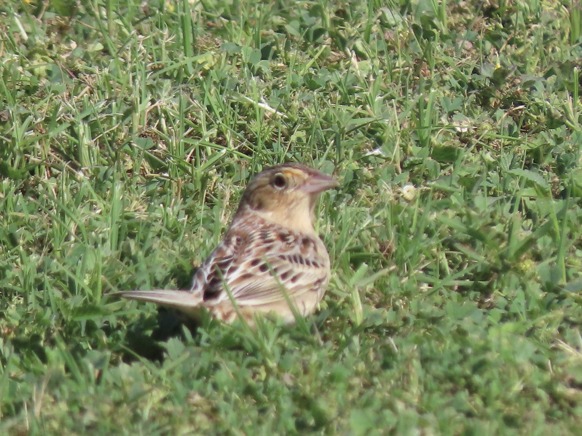 Grasshopper Sparrow - ML616389456