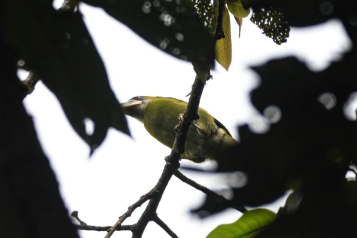 Groove-billed Toucanet - ML616389491