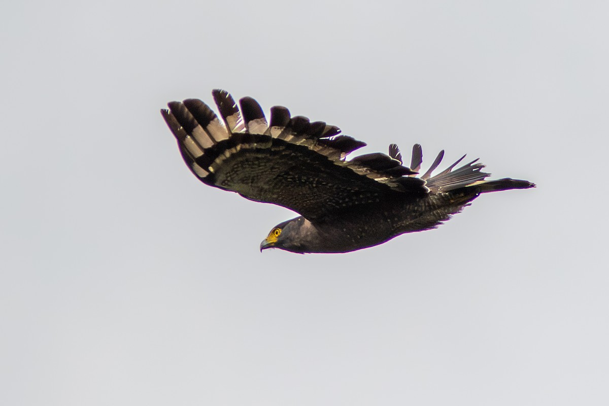 Crested Serpent-Eagle - ML616389617