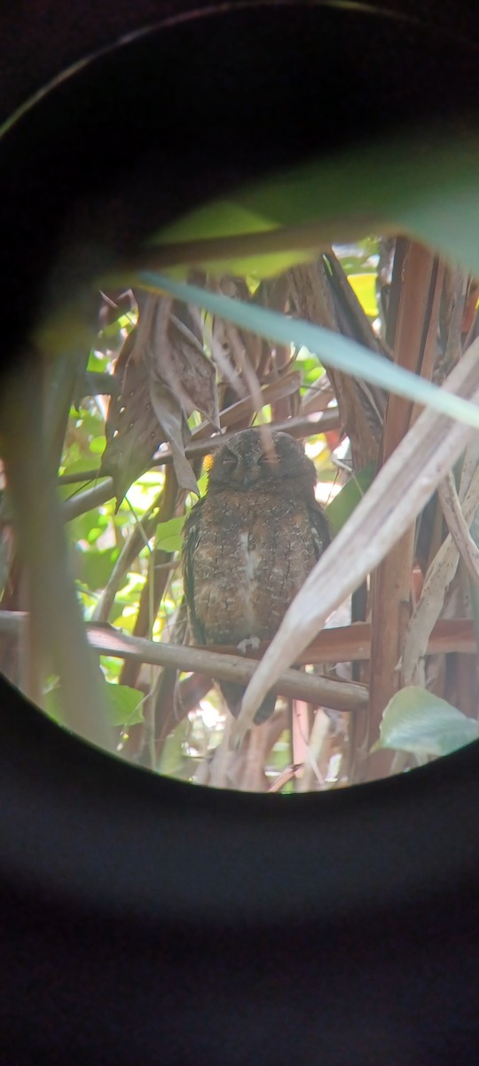 Madagascar Scops-Owl - ML616389679
