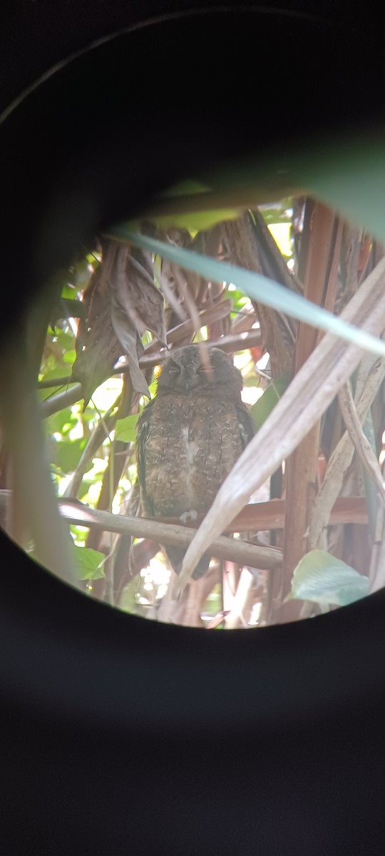 Madagascar Scops-Owl - ML616389680