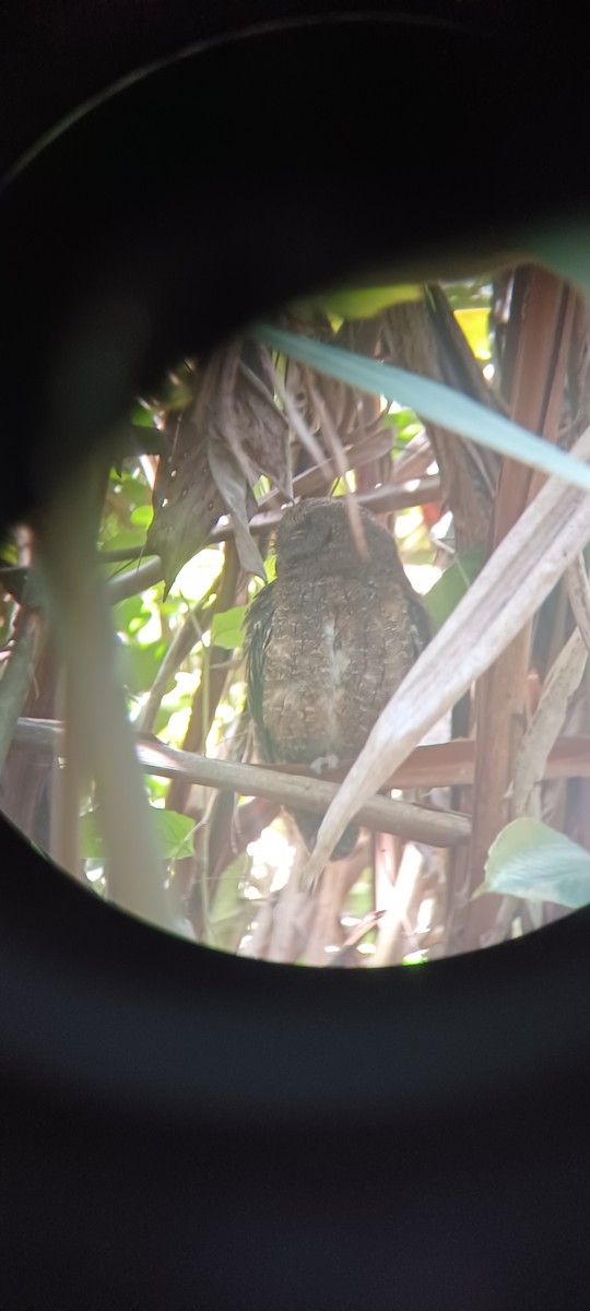 Madagascar Scops-Owl - ML616389681