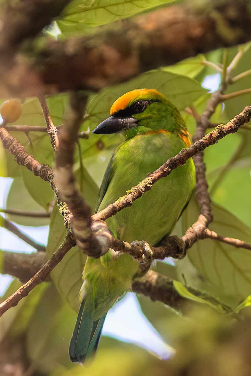 Flame-fronted Barbet - ML616389818