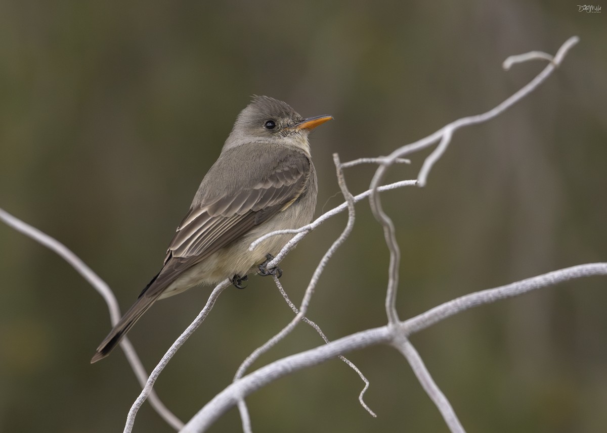 Greater Pewee - ML616389831