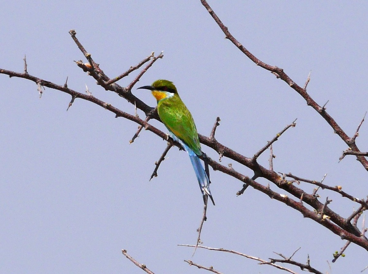 Swallow-tailed Bee-eater - ML616389834