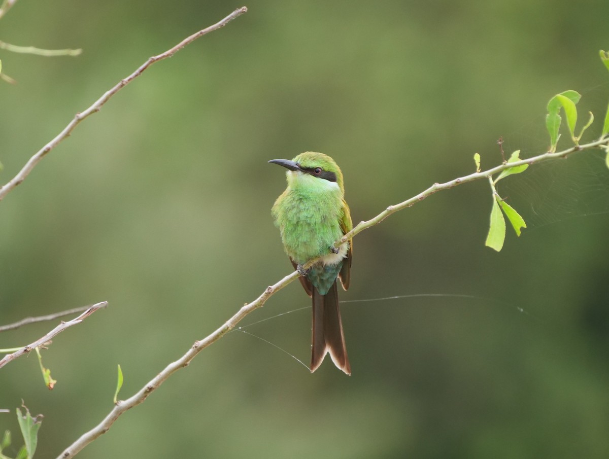 Swallow-tailed Bee-eater - ML616389835