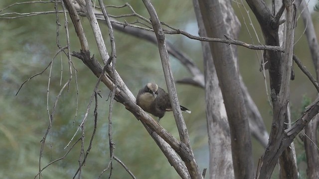Gray-crowned Babbler - ML616389838