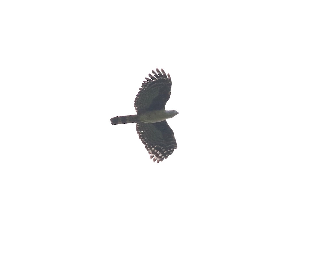 Gray-headed Kite - ML616390156