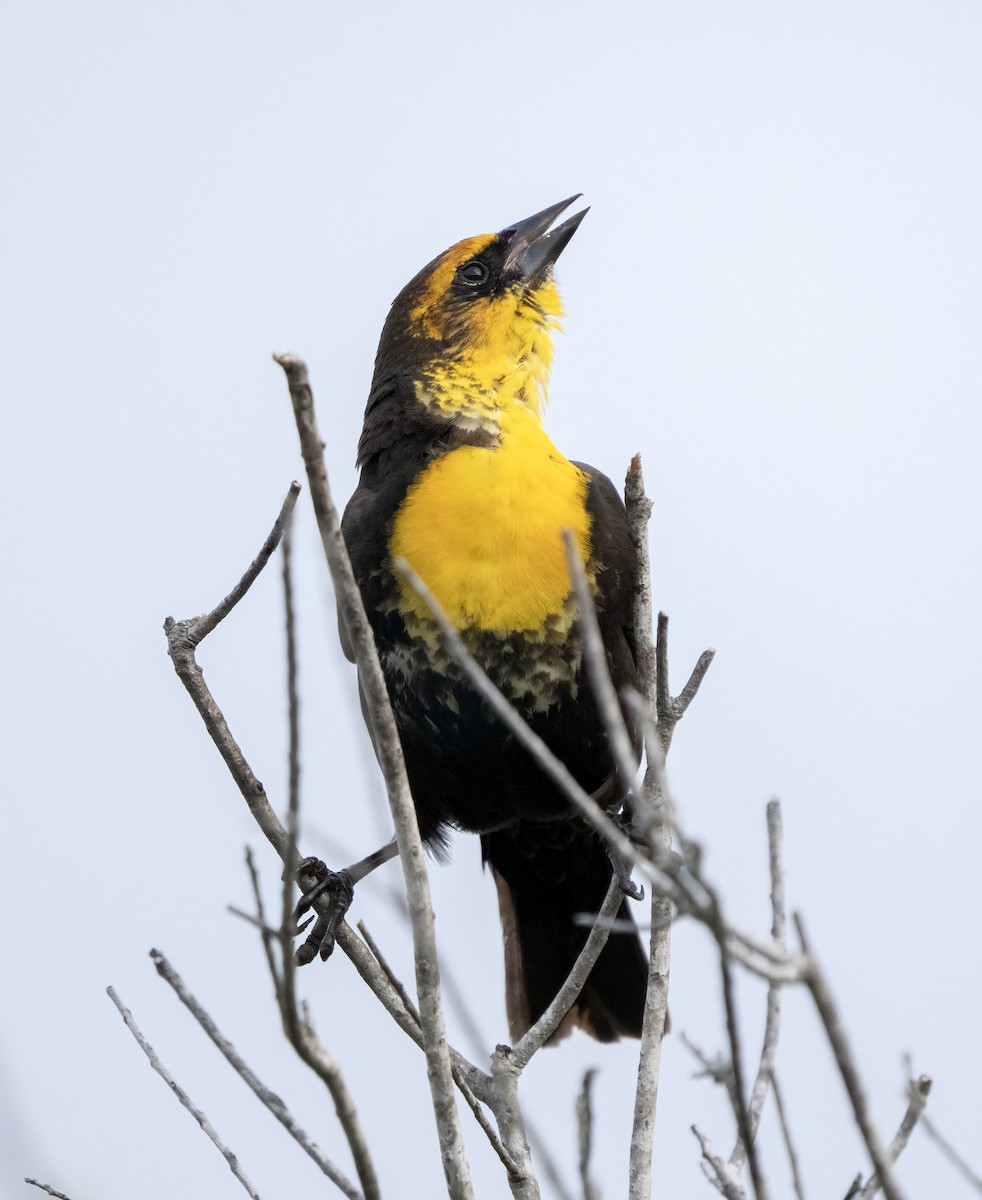 Yellow-headed Blackbird - ML616390225