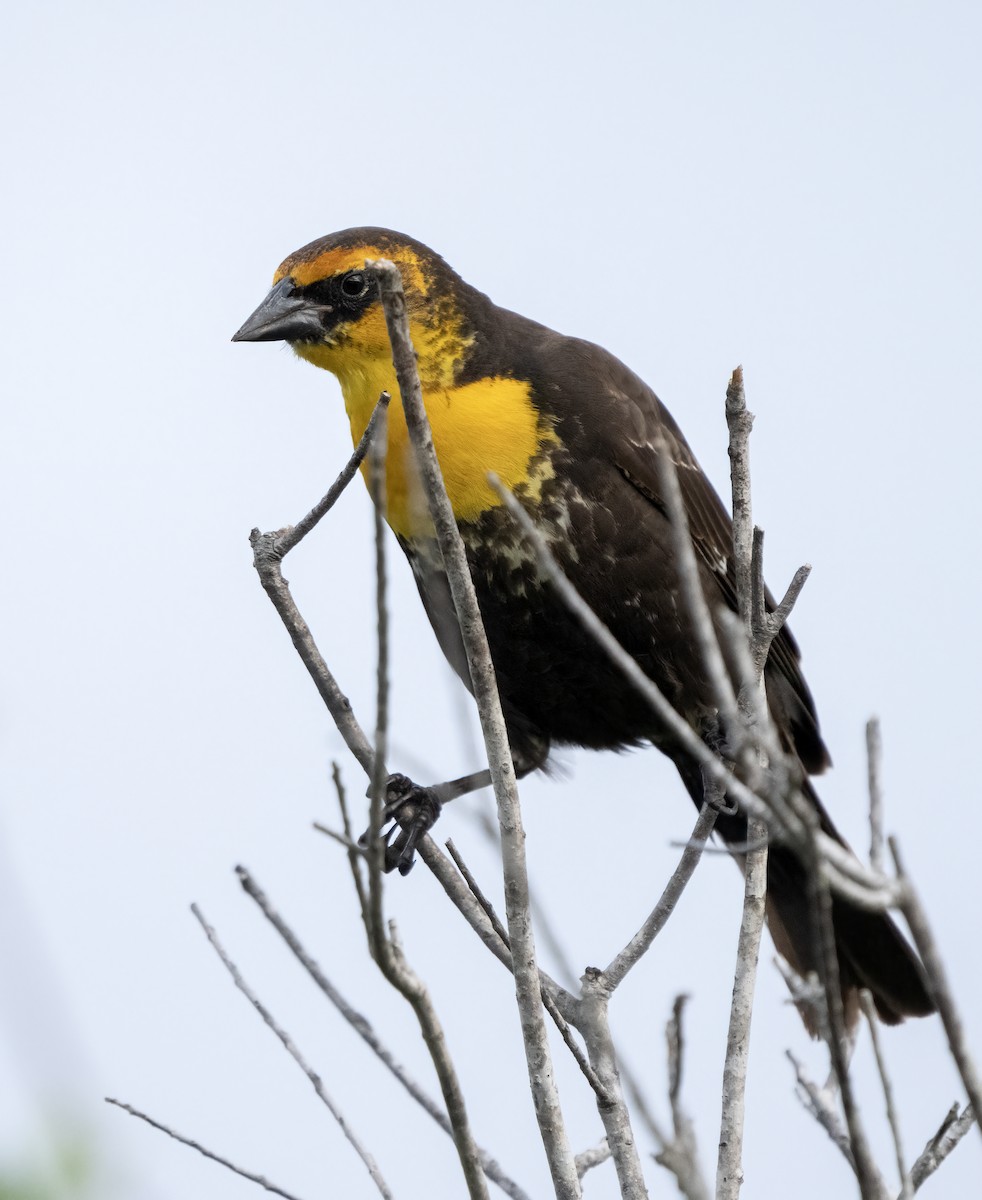 Yellow-headed Blackbird - ML616390226