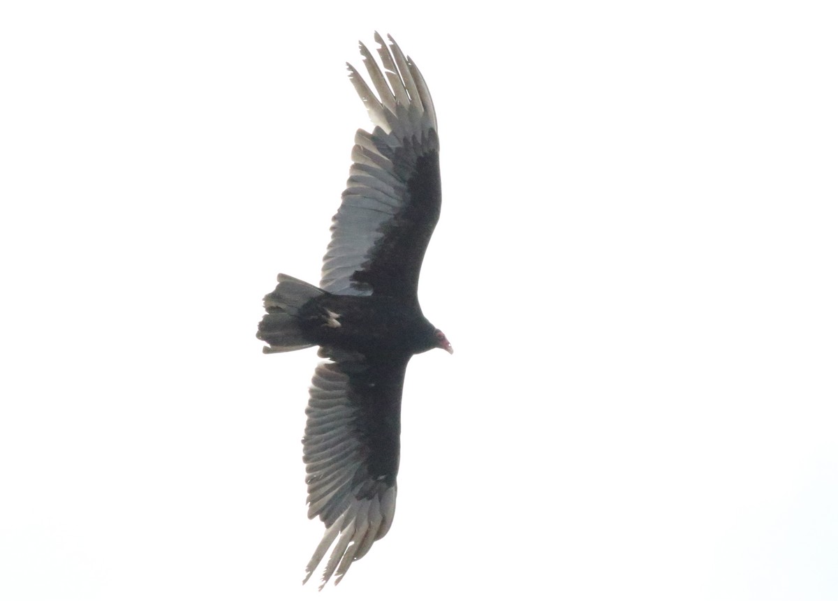 Turkey Vulture - ML616390459