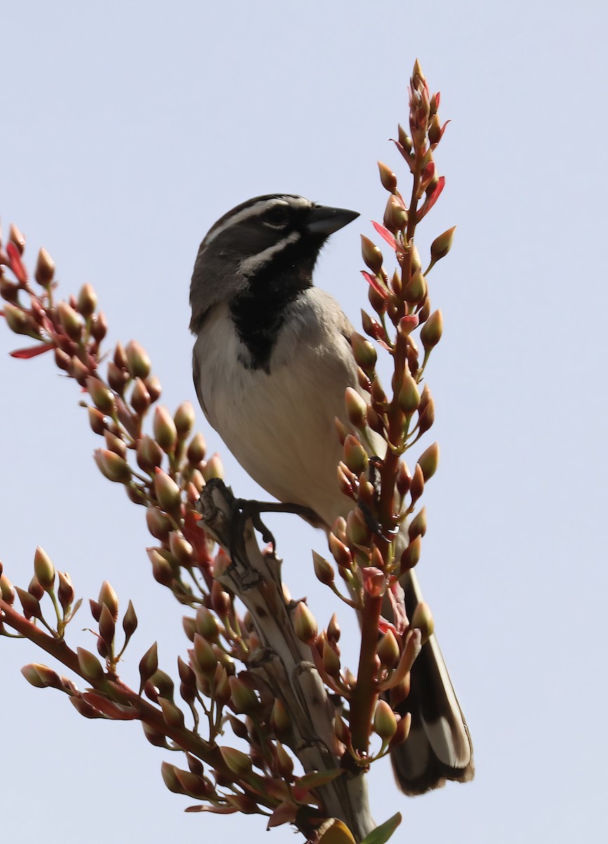 Black-throated Sparrow - ML616390522