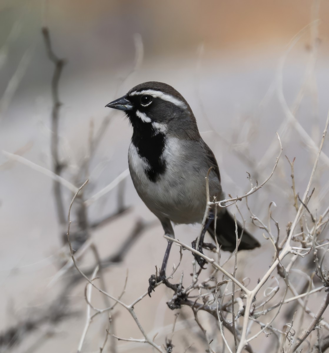 Black-throated Sparrow - David Ekdahl