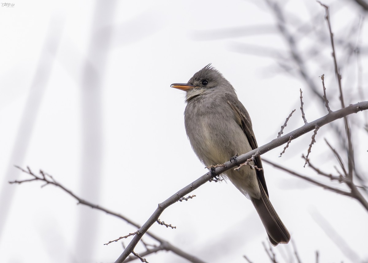 Greater Pewee - ML616390530