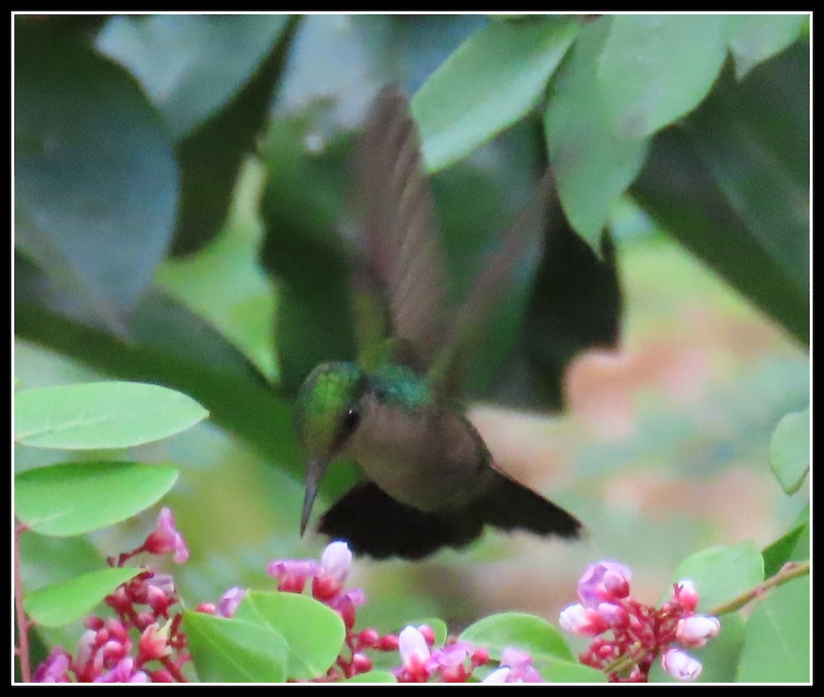 Antillean Crested Hummingbird (Lesser Antilles) - ML616390594