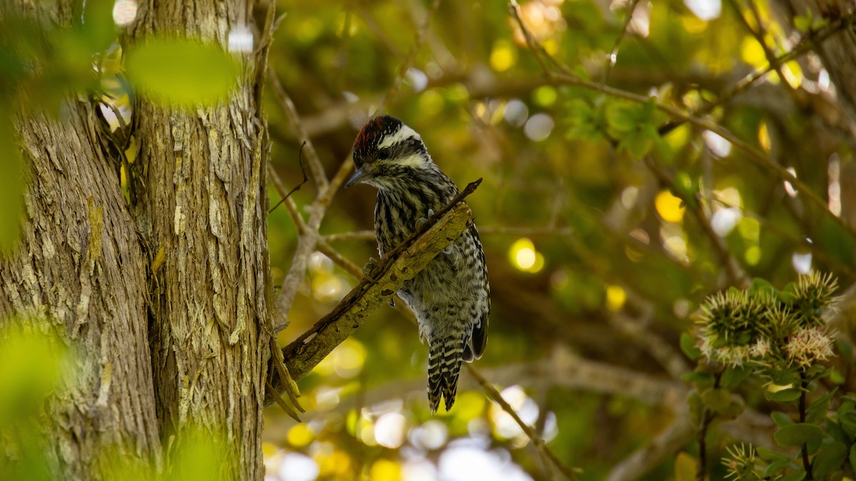 Striped Woodpecker - ML616390768