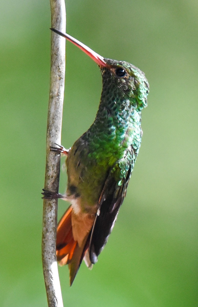Rufous-tailed Hummingbird (Rufous-tailed) - Barbara Maytom