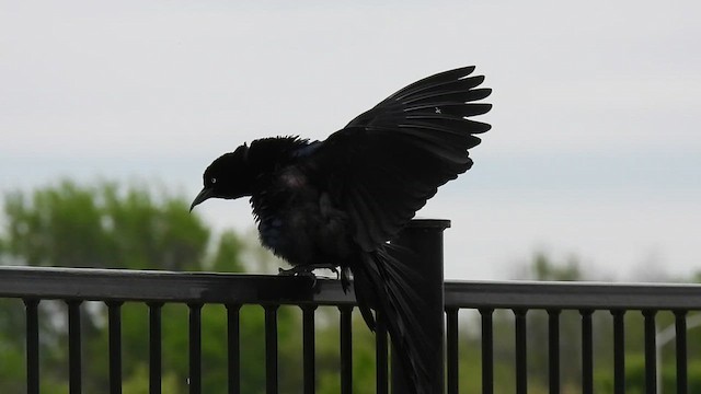 Great-tailed Grackle - ML616390907