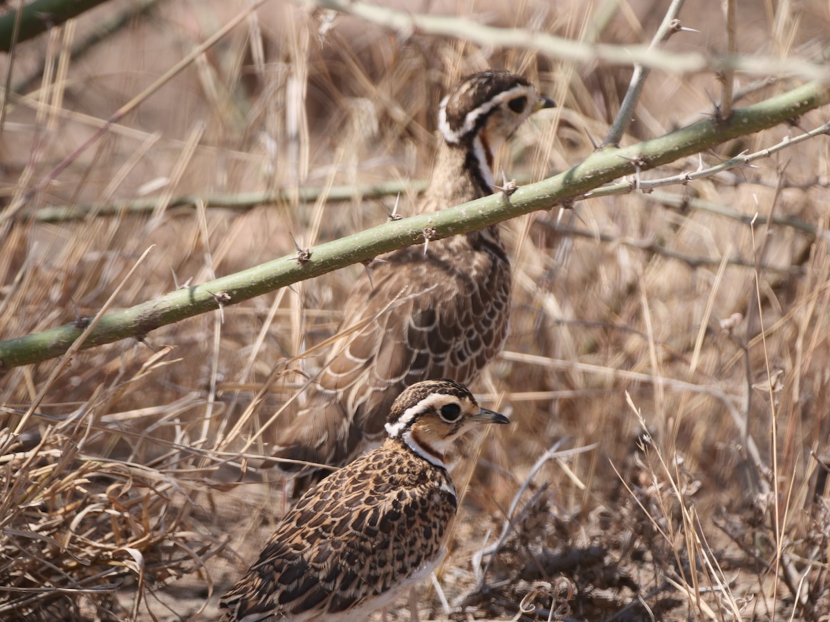 Three-banded Courser - ML616391022