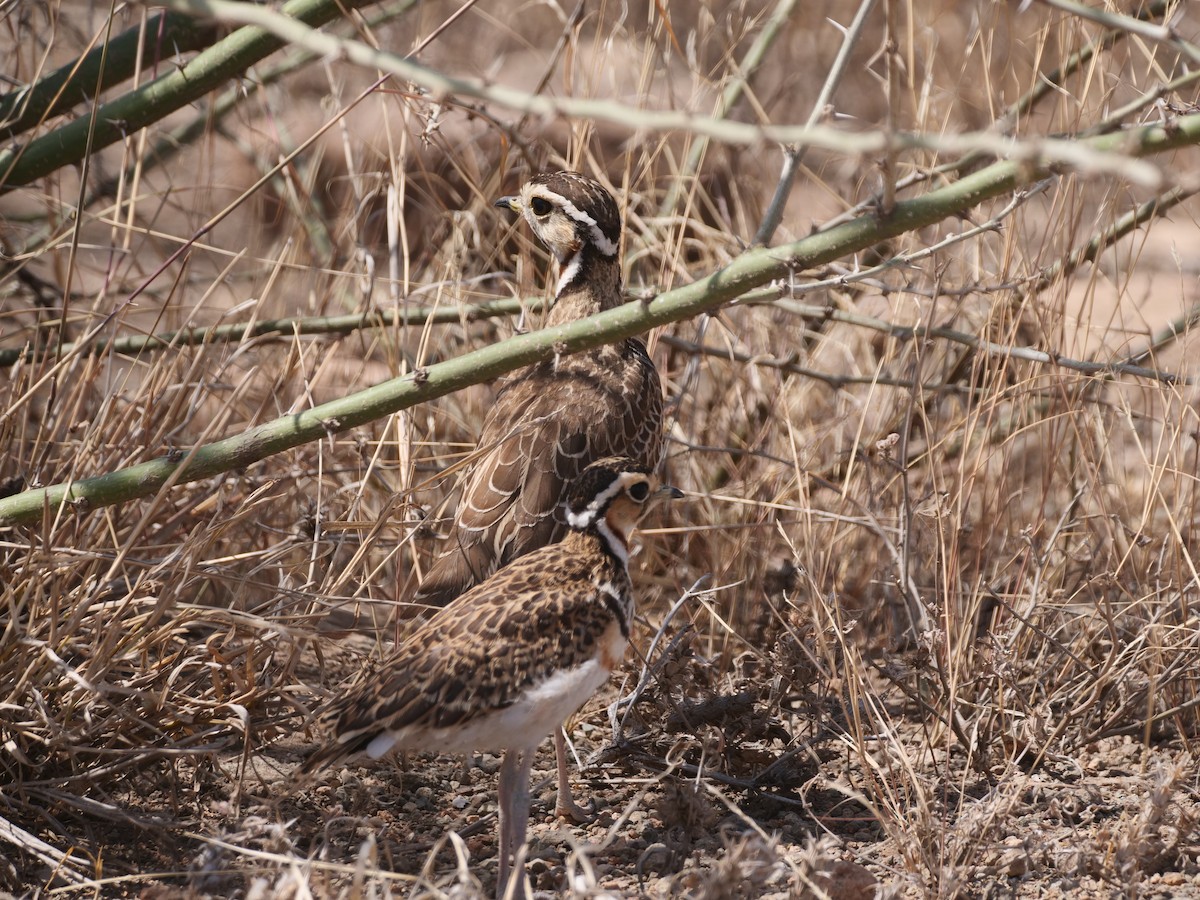 Three-banded Courser - ML616391024