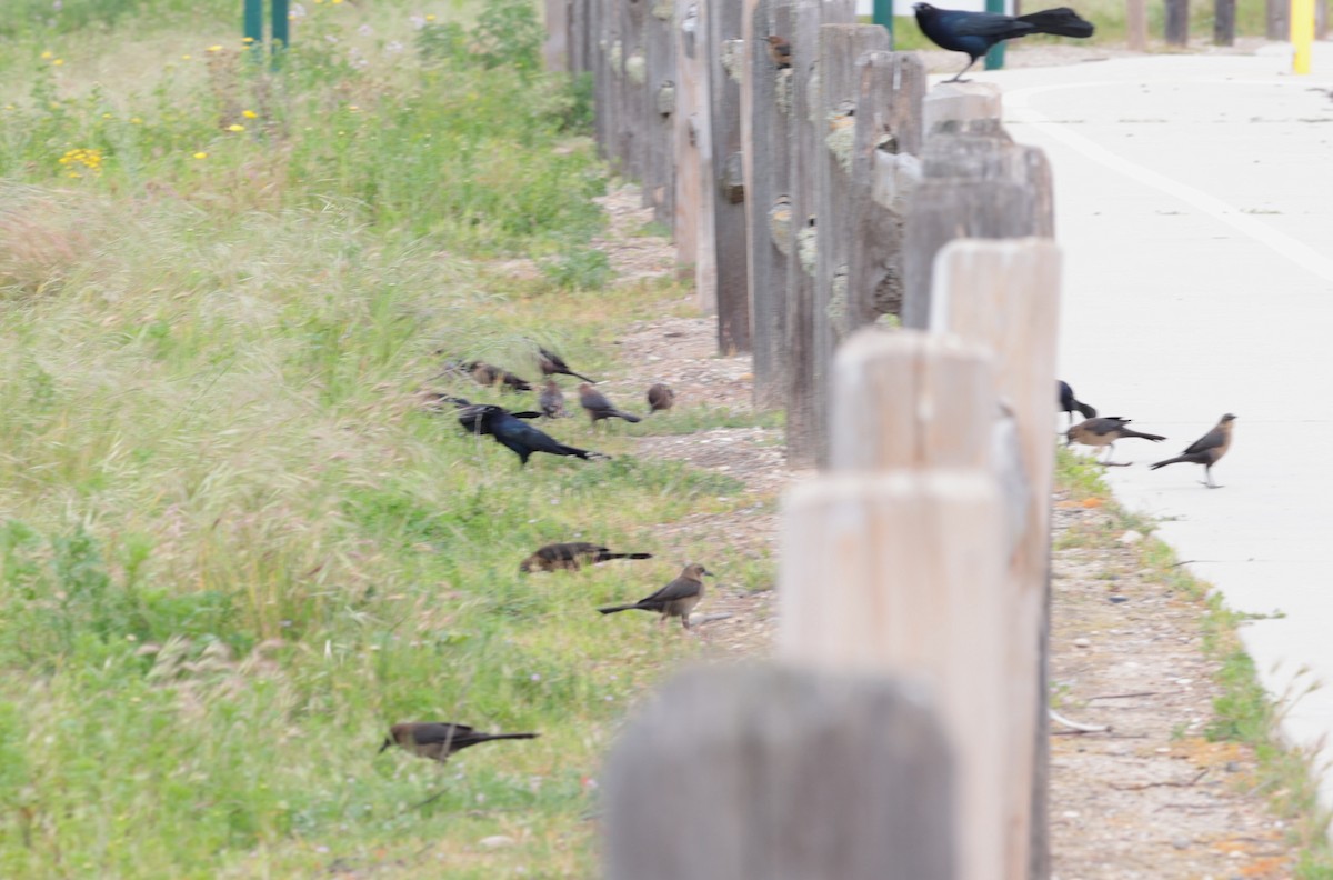 Great-tailed Grackle - ML616391550