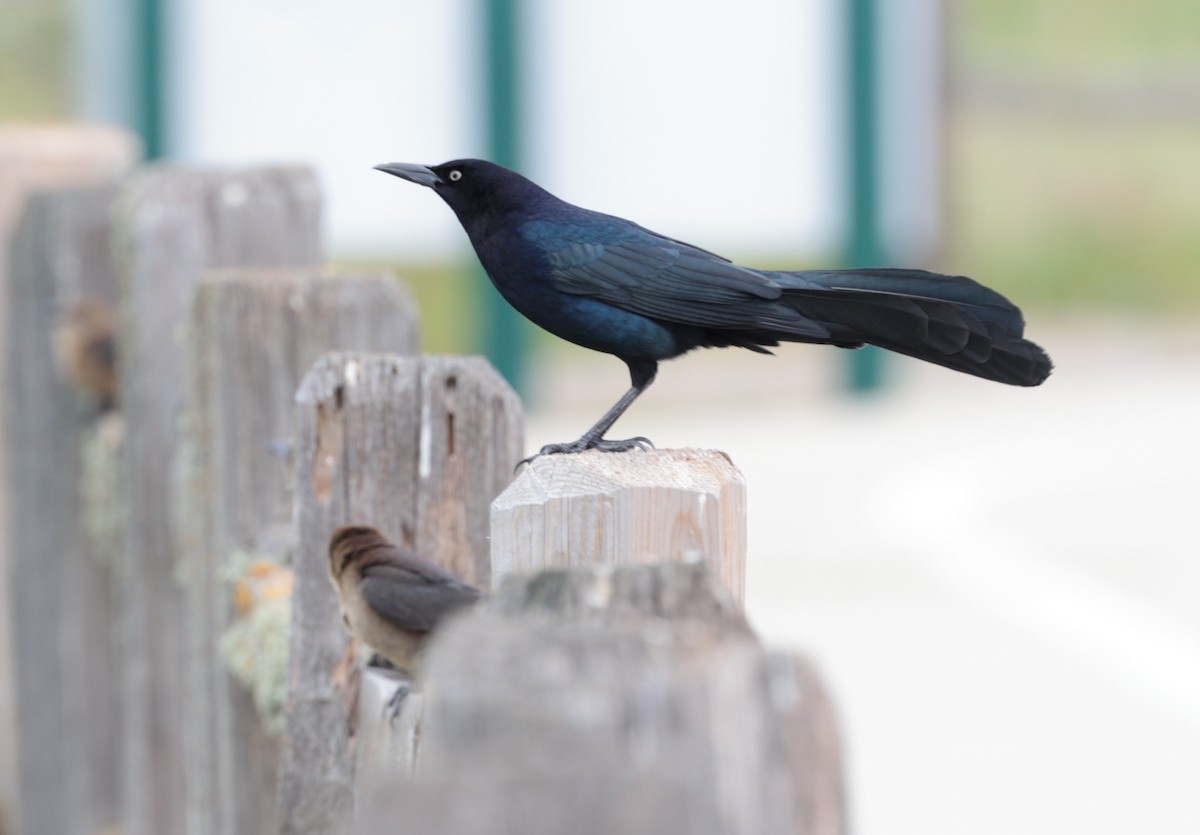 Great-tailed Grackle - ML616391553