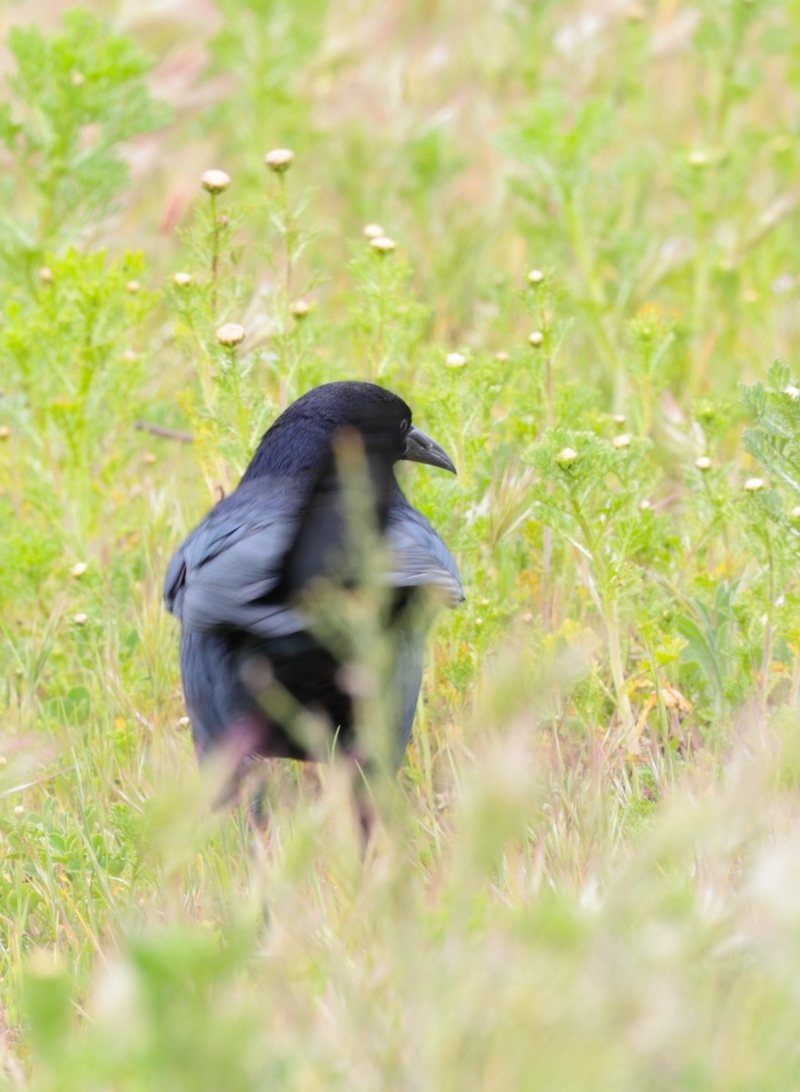 Great-tailed Grackle - ML616391554