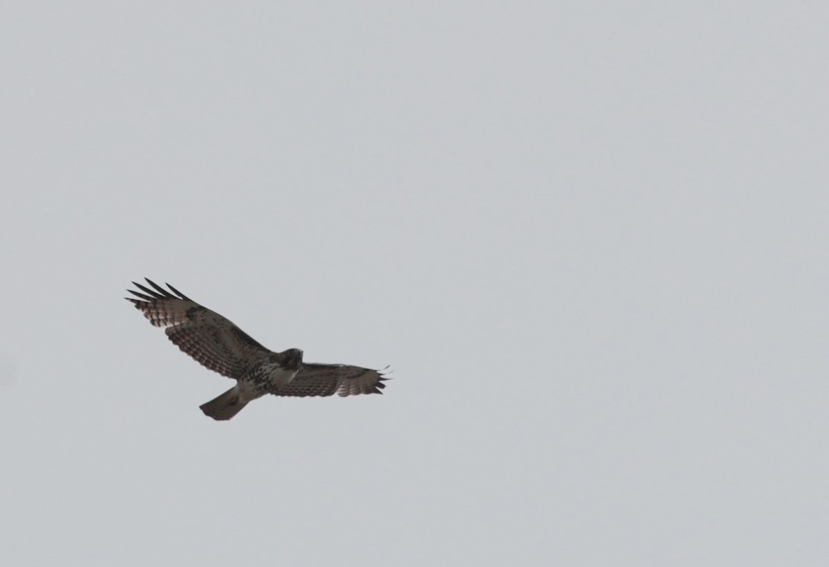 Red-tailed Hawk - ML616391561