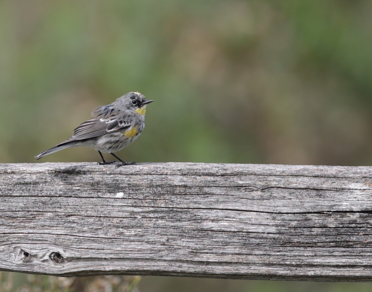 Yellow-rumped Warbler (Audubon's) - ML616391580
