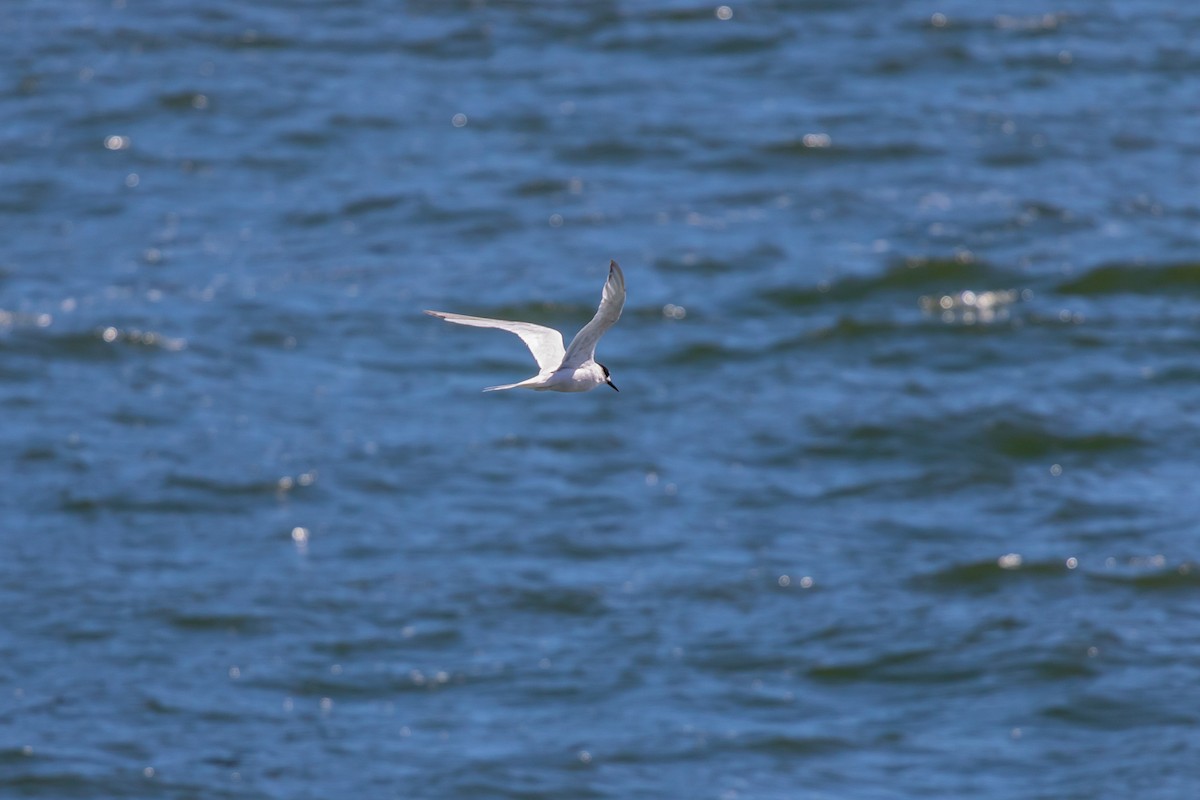 White-fronted Tern - ML616391600