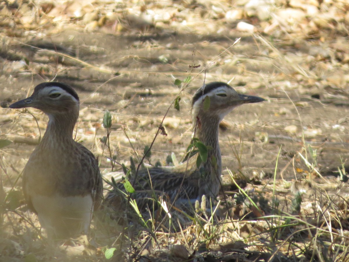 Double-striped Thick-knee - Melanie Mitchell