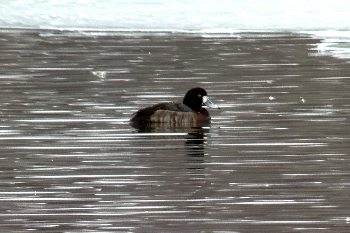 Greater Scaup - ML616391931