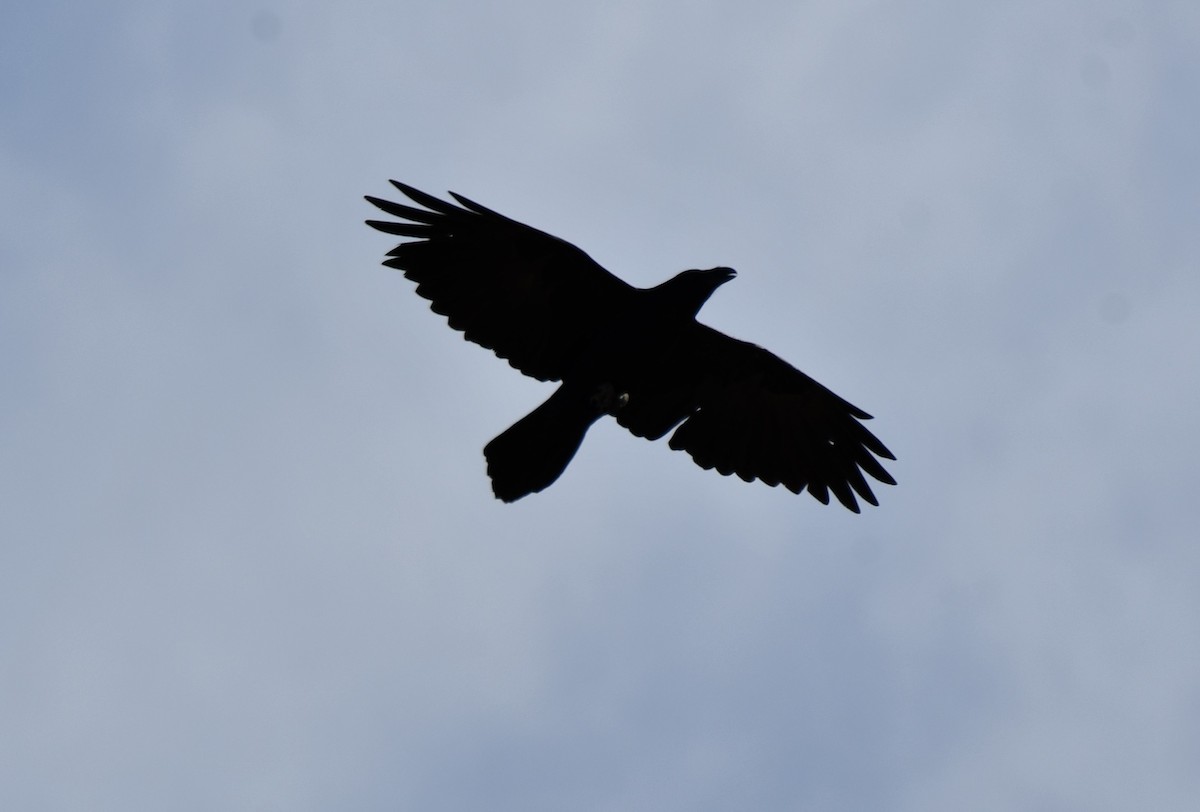 Common Raven - ML616392038