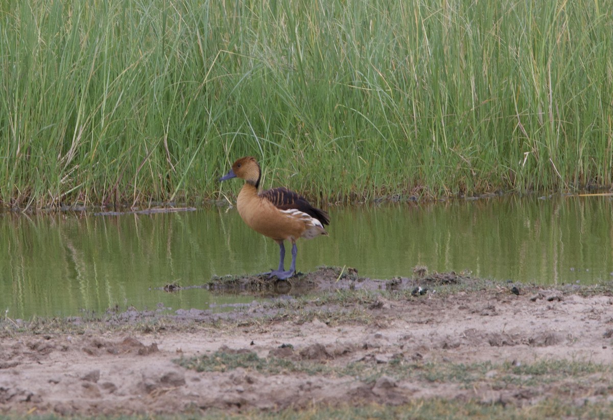 Fulvous Whistling-Duck - ML616392058
