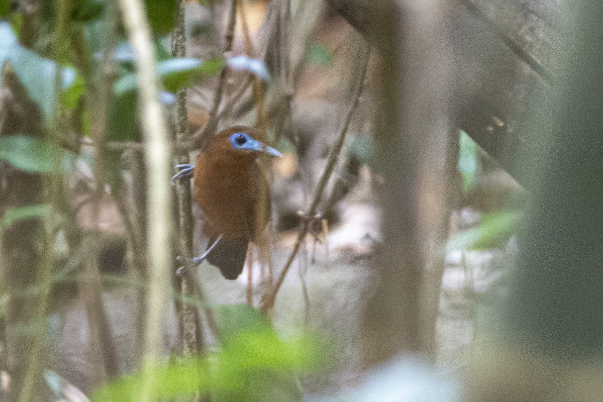 Bare-crowned Antbird - ML616392064