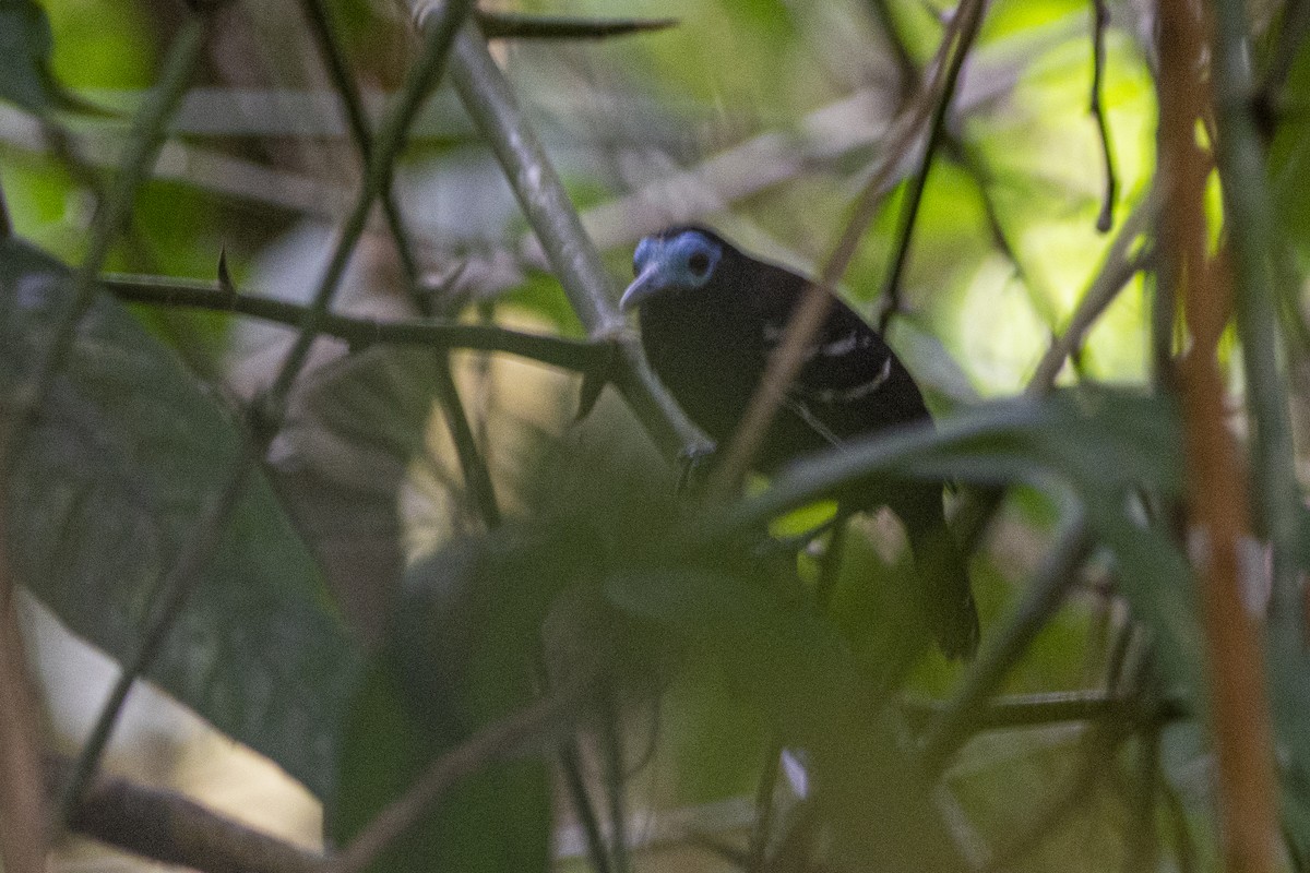 Bare-crowned Antbird - ML616392072
