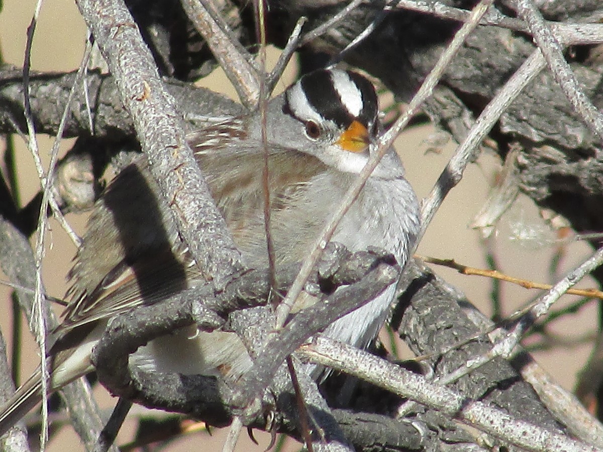 White-crowned Sparrow - ML616392143