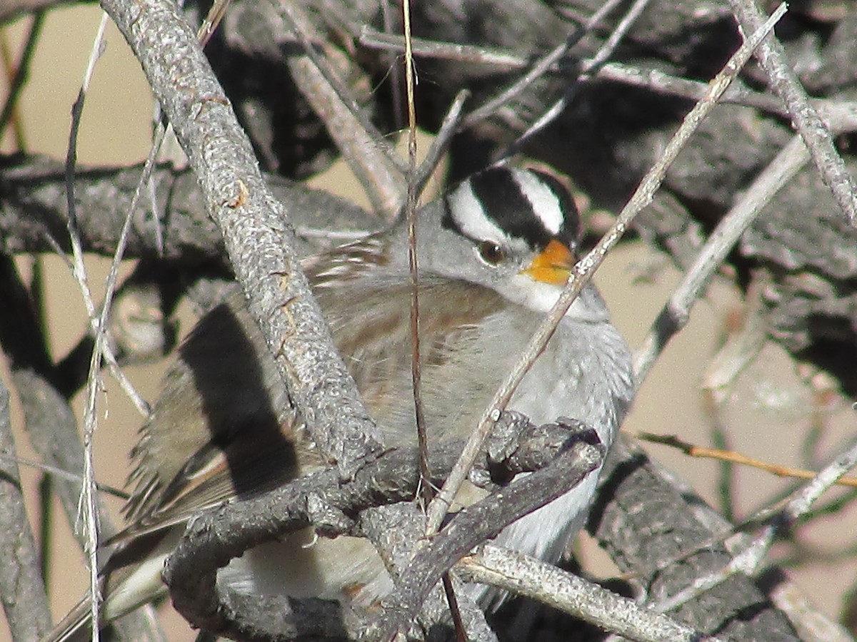 White-crowned Sparrow - ML616392144
