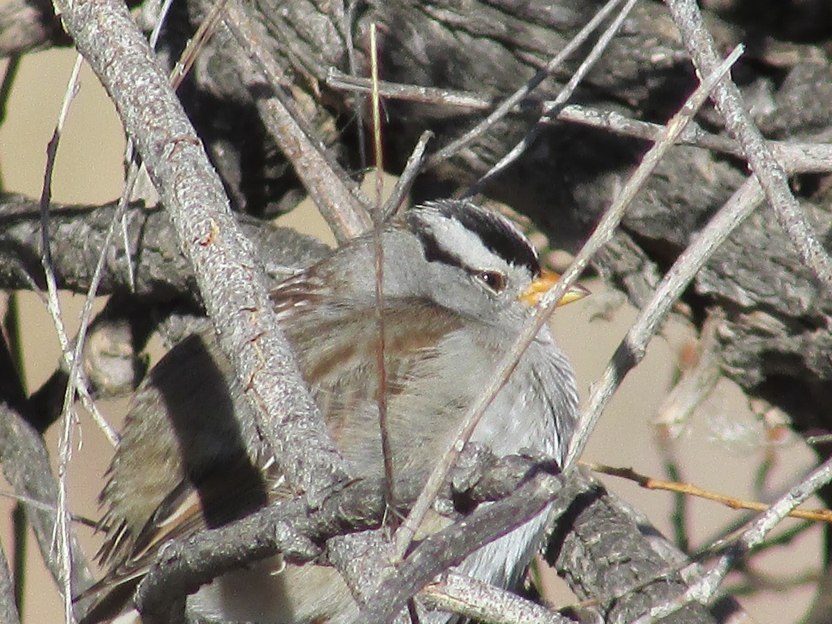 White-crowned Sparrow - ML616392147