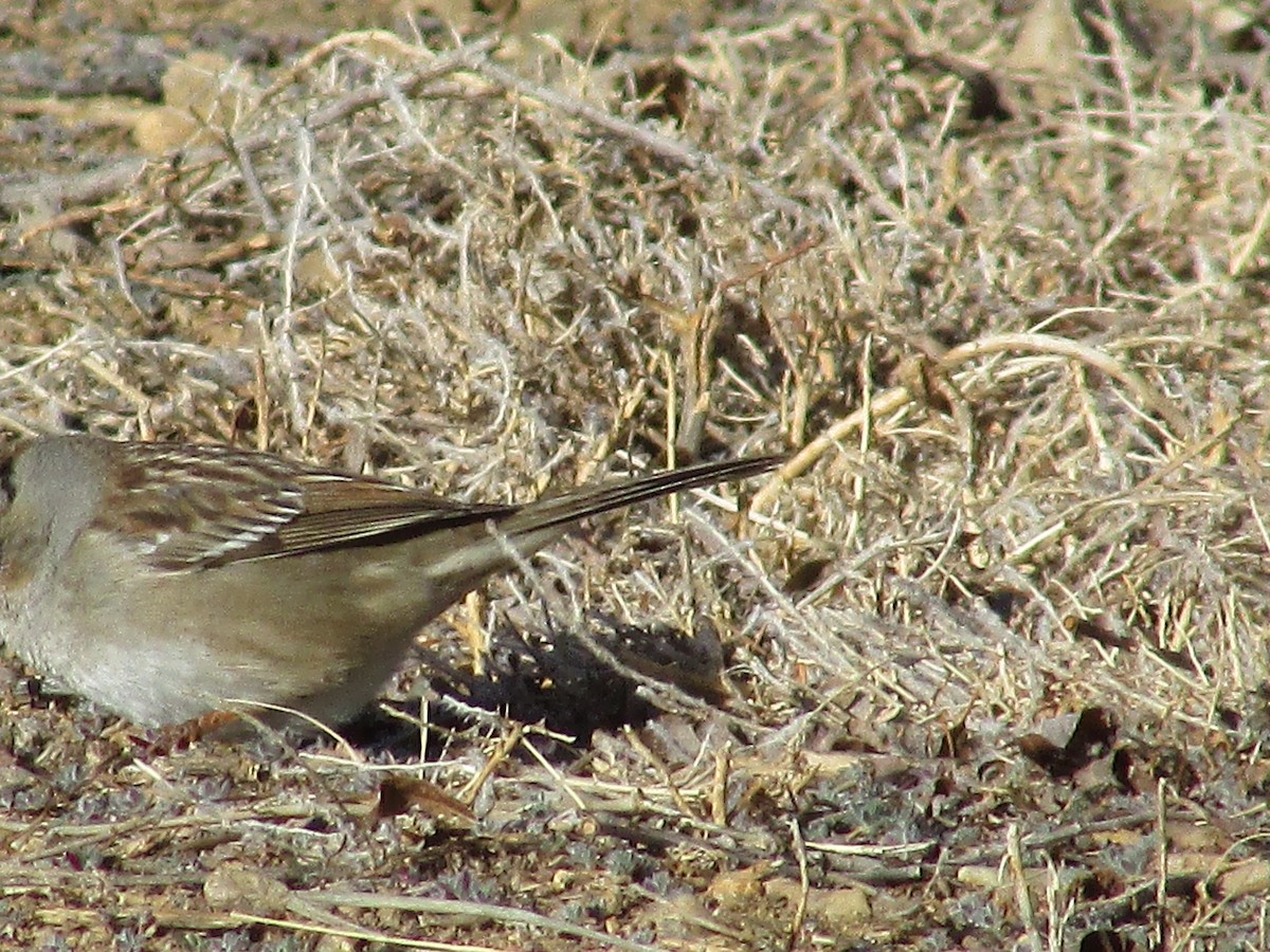 White-crowned Sparrow - ML616392153