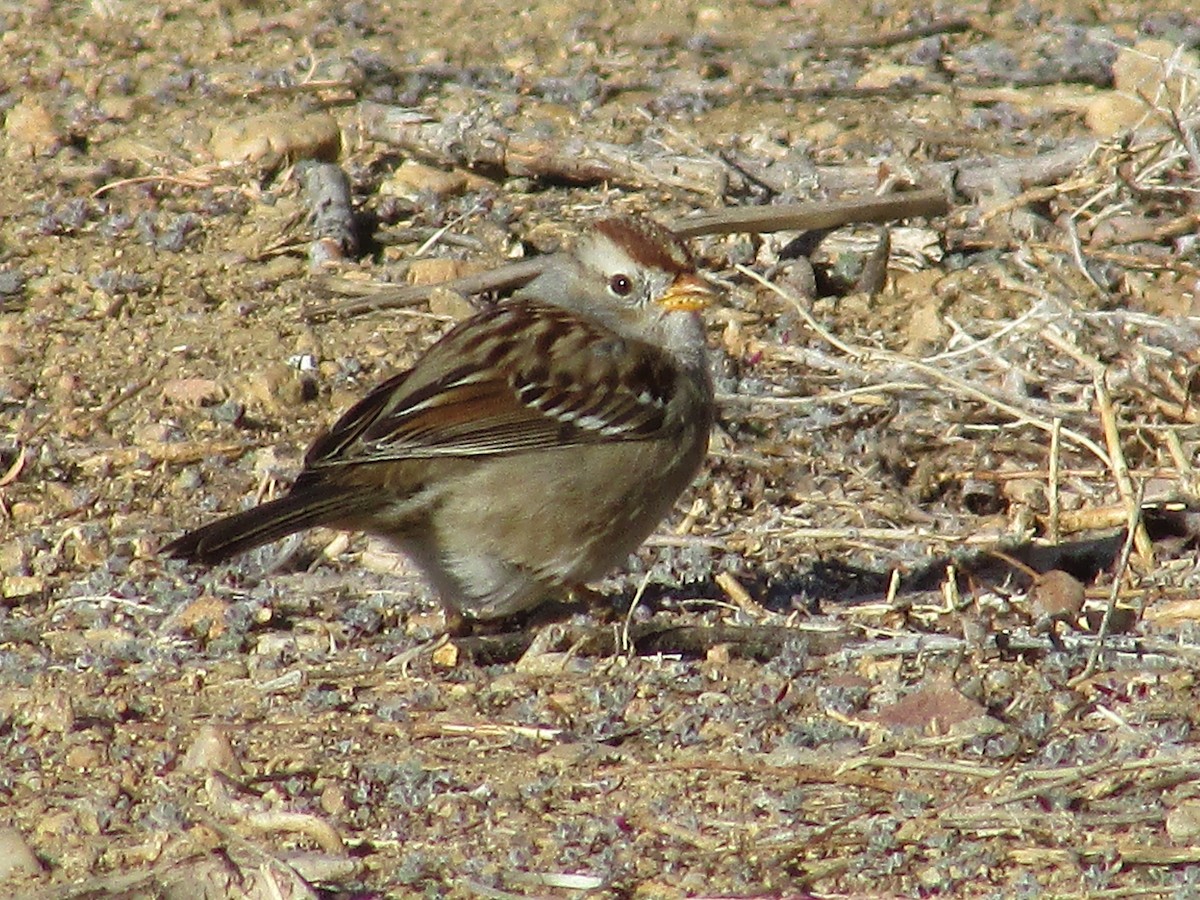 White-crowned Sparrow - ML616392154