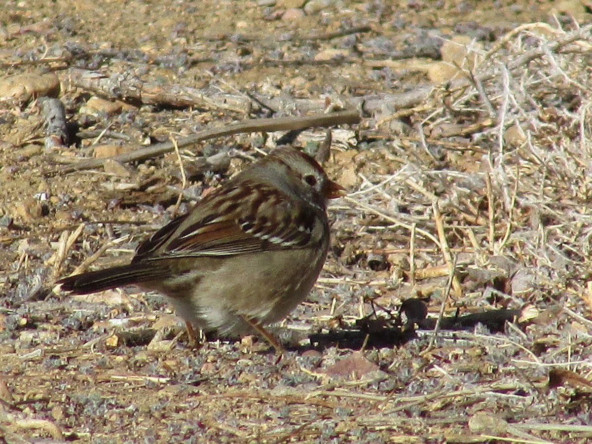 White-crowned Sparrow - ML616392155