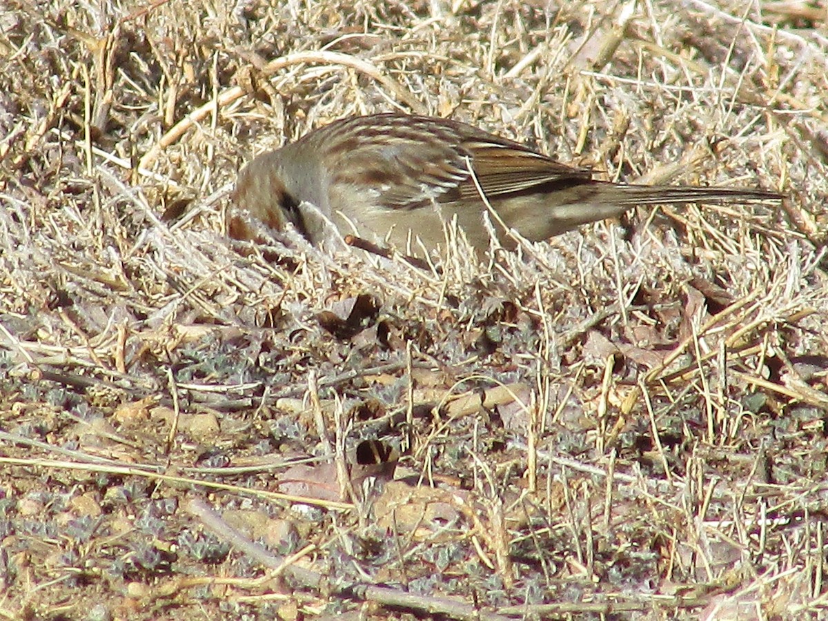 White-crowned Sparrow - ML616392156