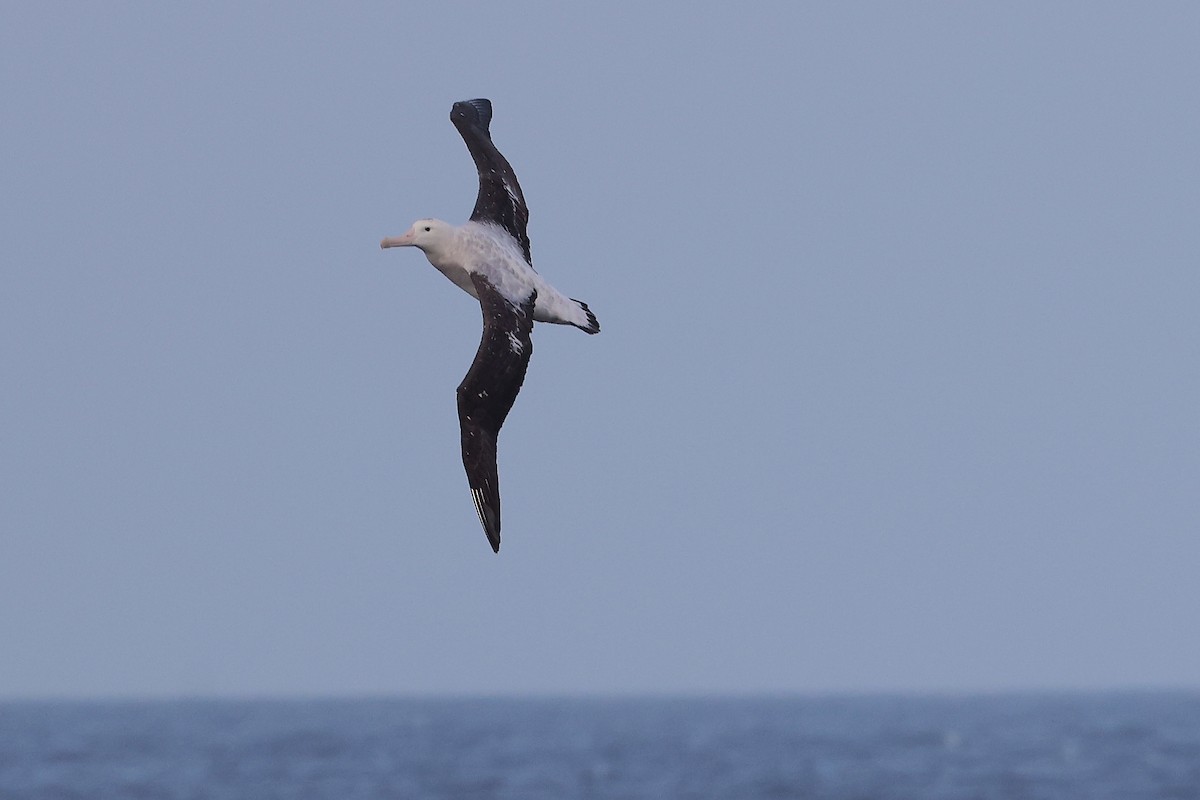 Albatros hurleur, A. de Tristan da Cunha ou A. des Antipodes - ML616392263