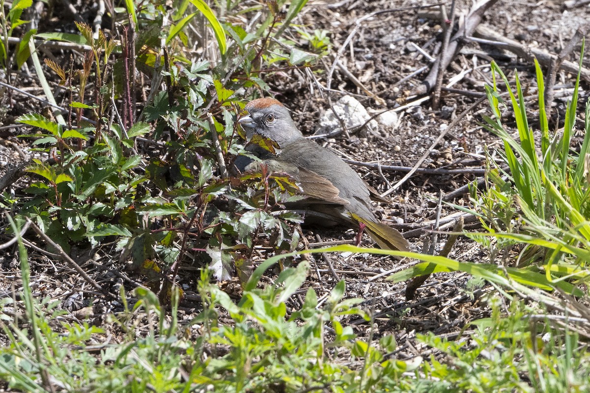 Green-tailed Towhee - Sally Chisholm
