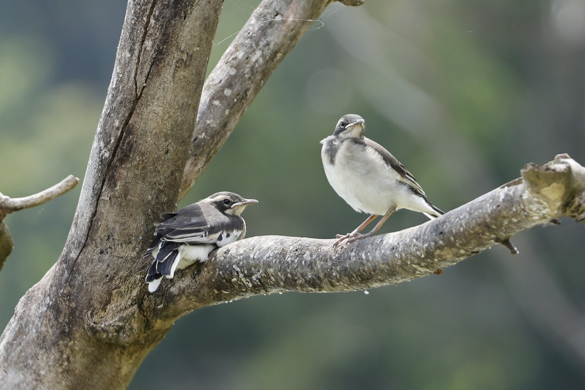 African Pied Wagtail - ML616392522