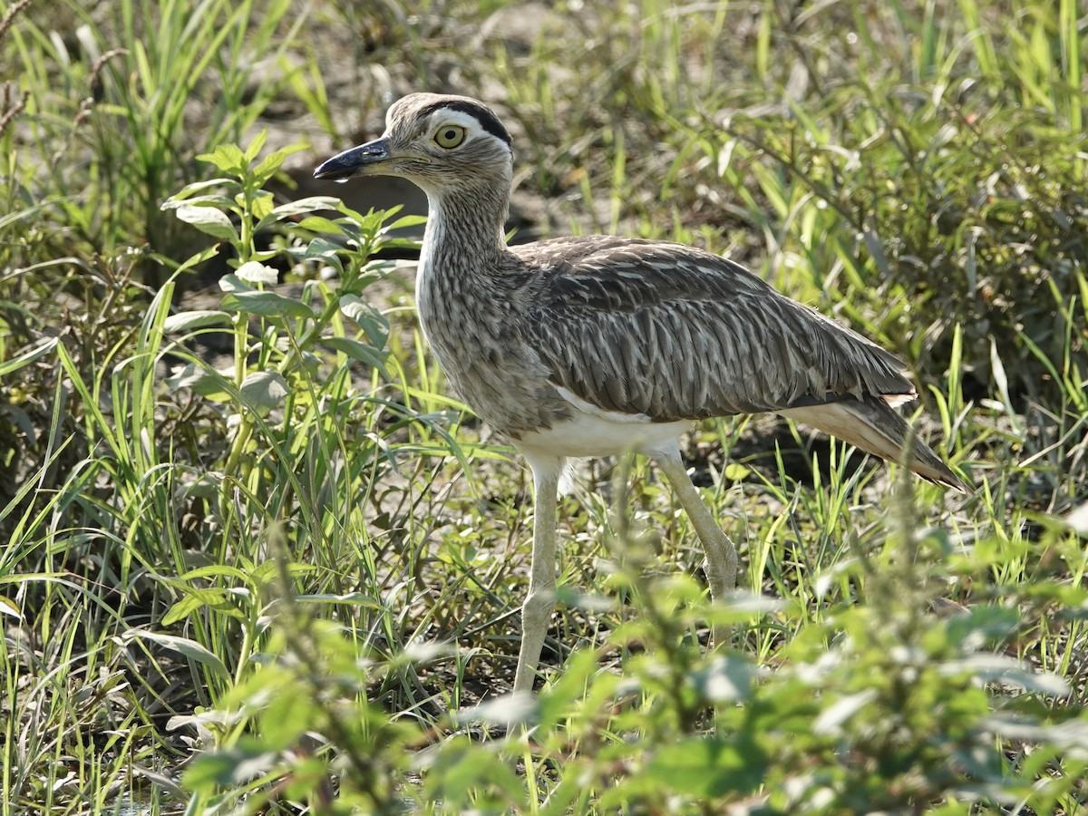 Double-striped Thick-knee - Mark S. Garland